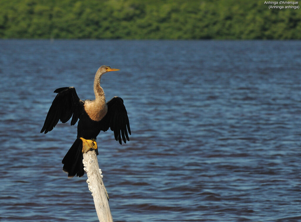 Anhinga