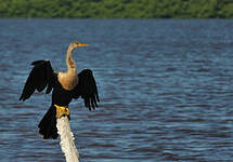 Anhinga d'Amérique