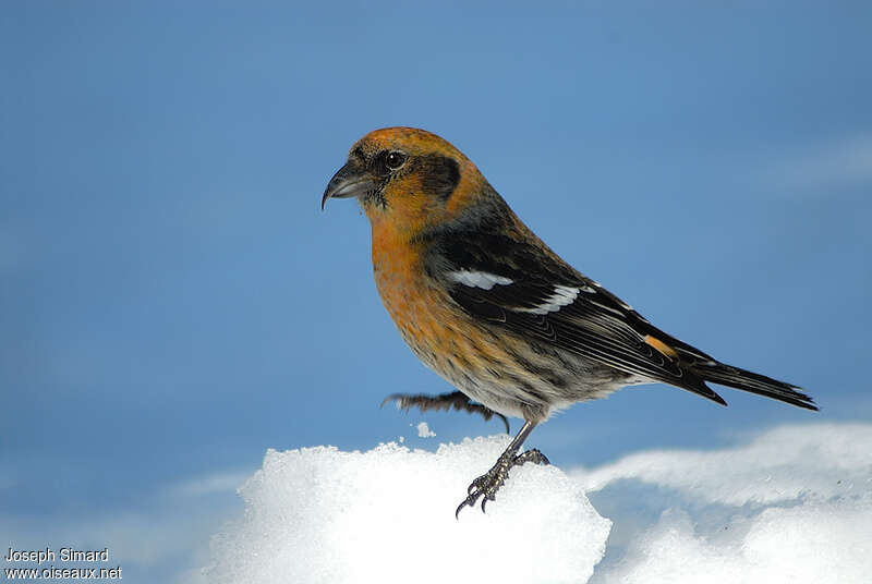 Two-barred Crossbill male Second year, identification