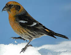 Two-barred Crossbill