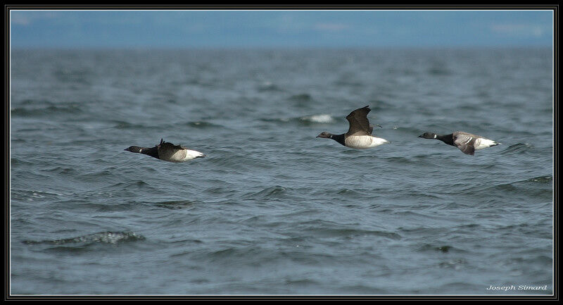 Brant Goose