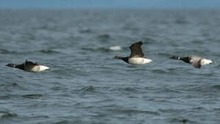 Brant Goose