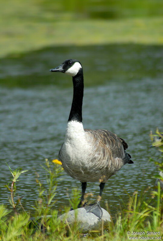 Canada Goose