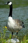 Canada Goose