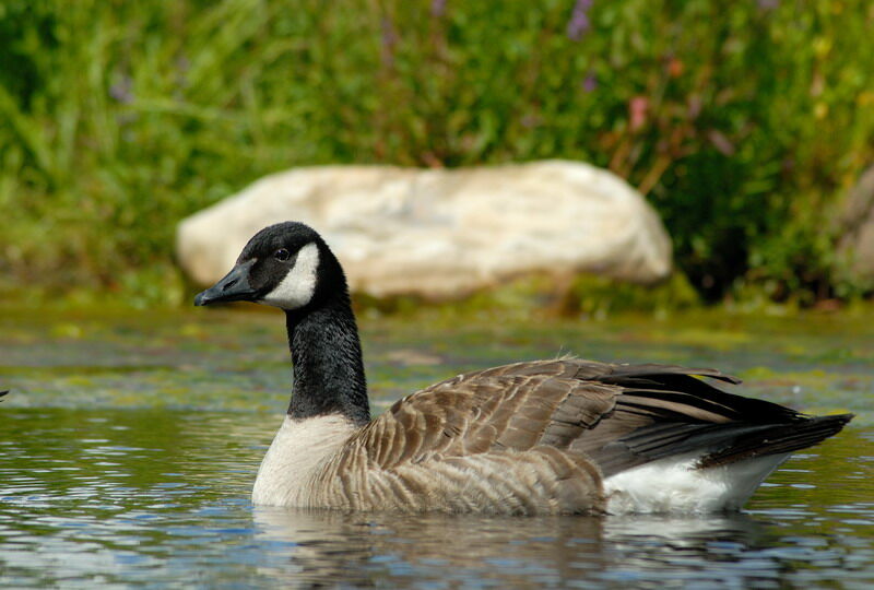 Canada Goose