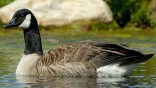 Canada Goose