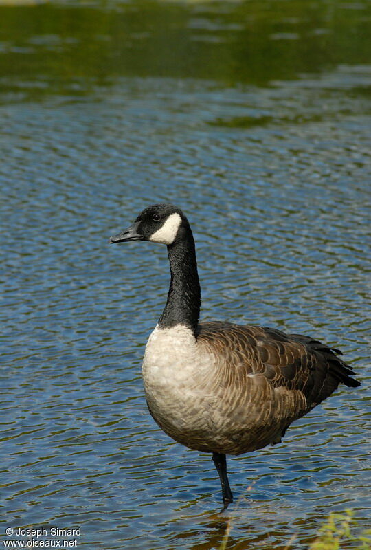 Canada Goose