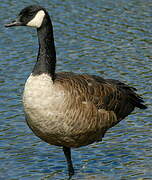 Canada Goose