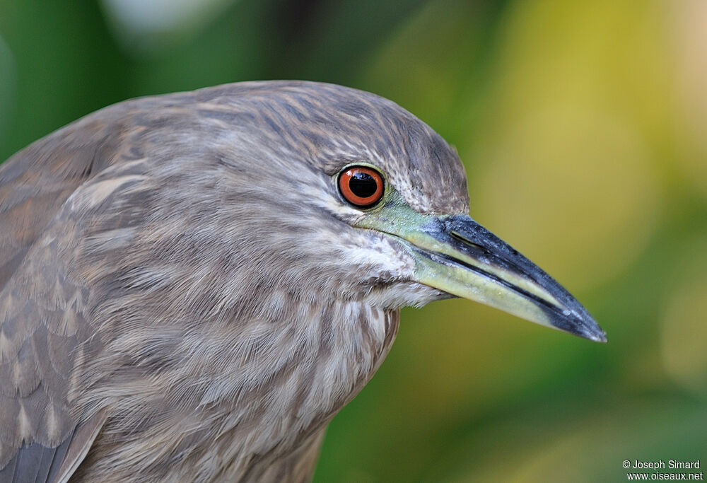 Black-crowned Night Heron female