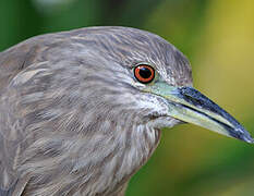 Black-crowned Night Heron