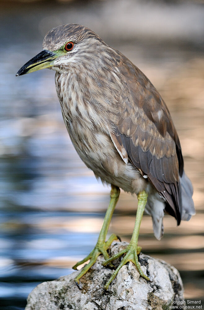 Black-crowned Night Heron female, identification