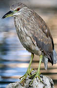 Black-crowned Night Heron