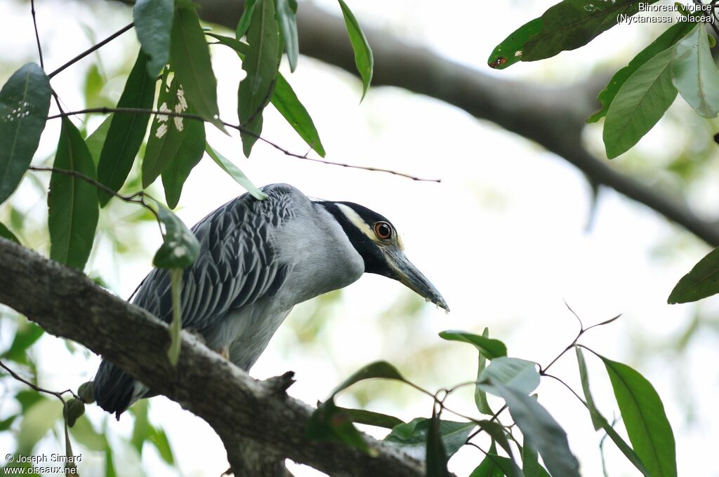 Yellow-crowned Night Heron