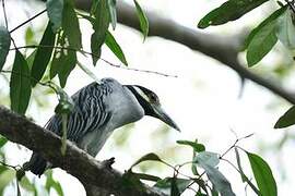 Yellow-crowned Night Heron