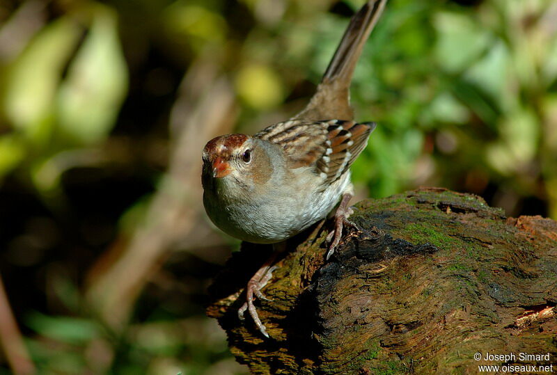 Bruant à couronne blanche