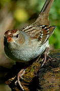 White-crowned Sparrow