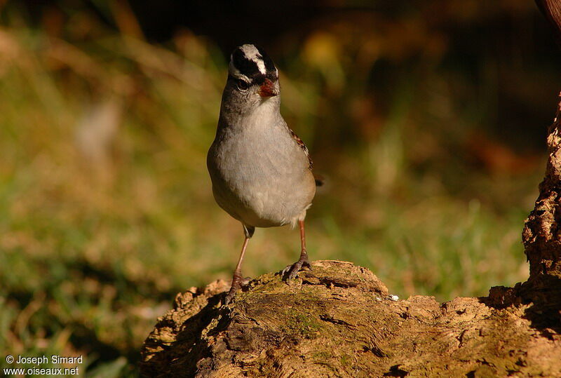 Bruant à couronne blanche