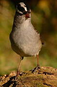 White-crowned Sparrow