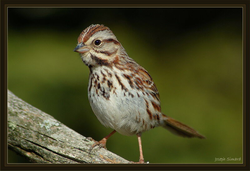 Song Sparrow