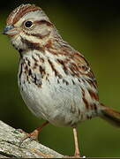 Song Sparrow