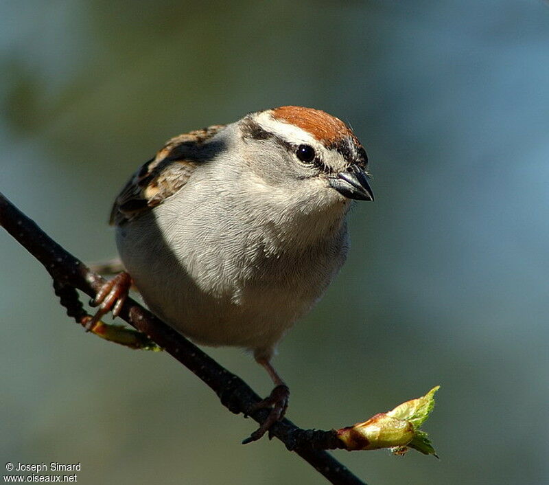 Chipping Sparrow