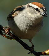 Chipping Sparrow