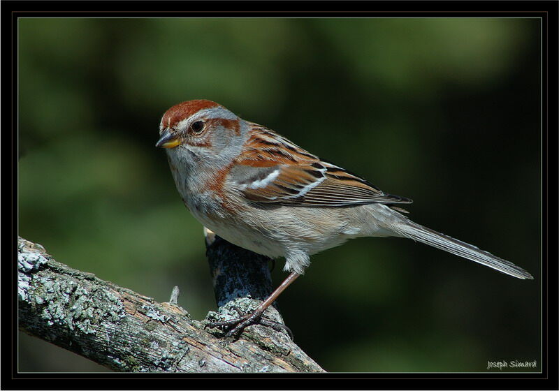 American Tree Sparrow