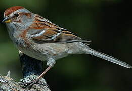 American Tree Sparrow