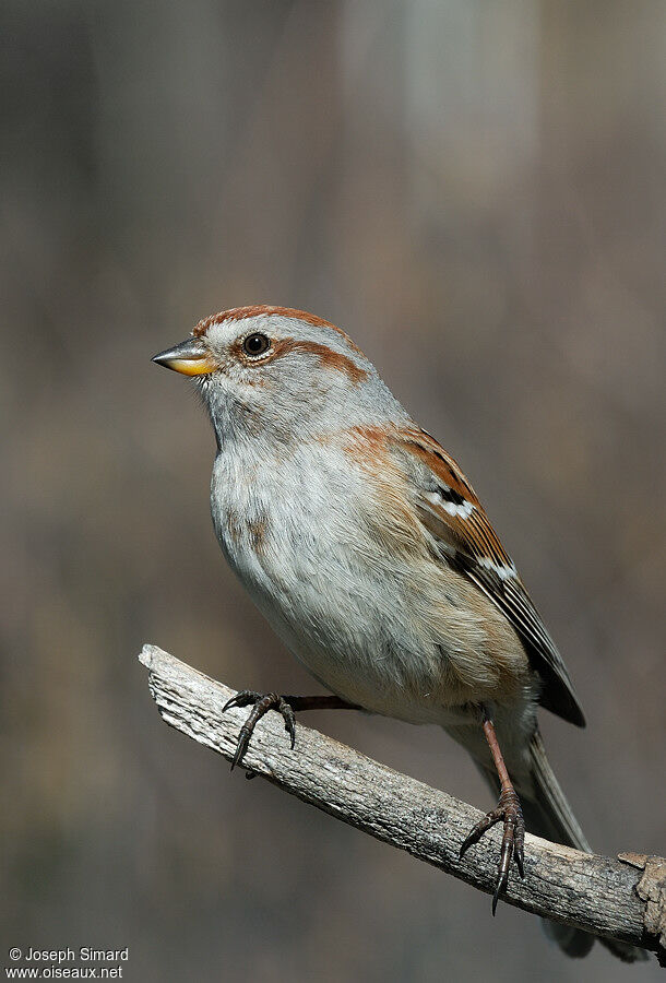 American Tree Sparrow