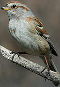 American Tree Sparrow