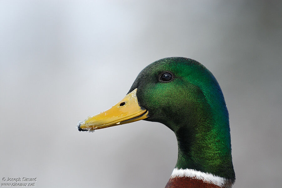 Canard colvert mâle