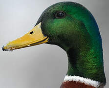 Canard colvert