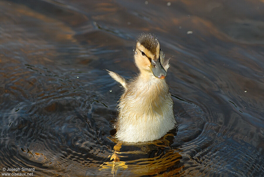 Canard colvertjuvénile