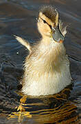 Canard colvert