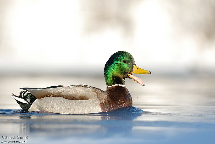 Mallard male