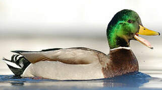 Mallard