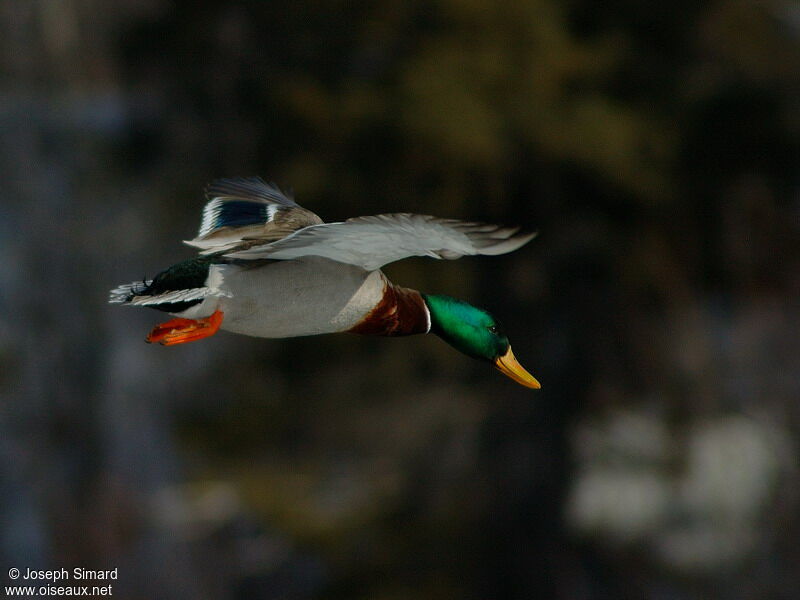 Mallard