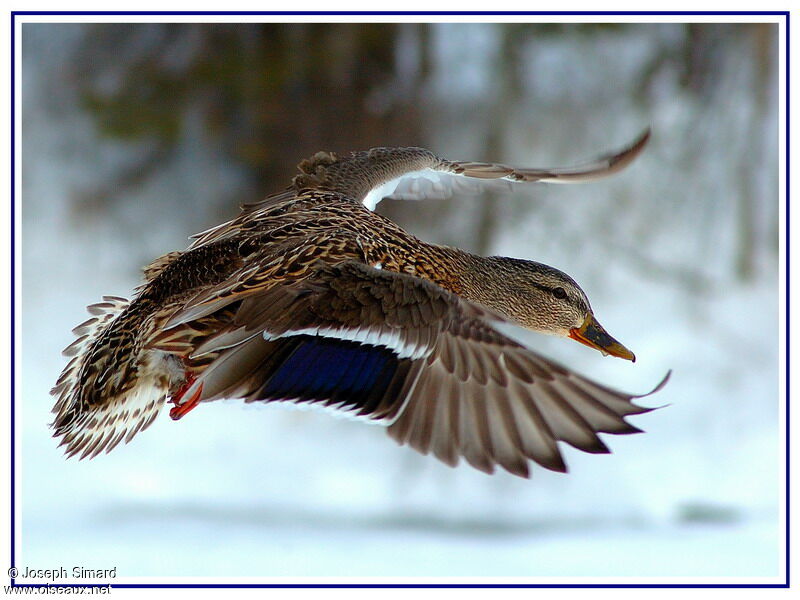 Mallard