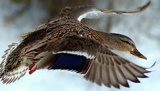 Mallard