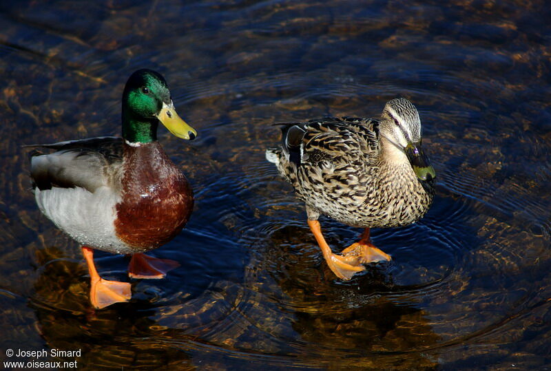 Canard colvert