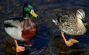 Canard colvert