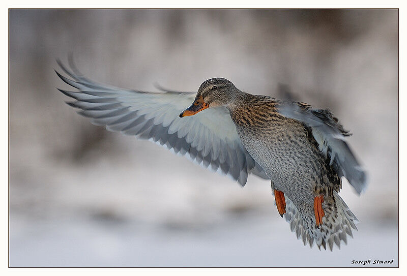 Canard colvert