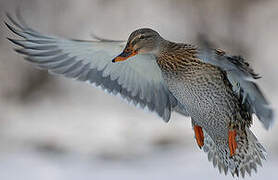 Canard colvert