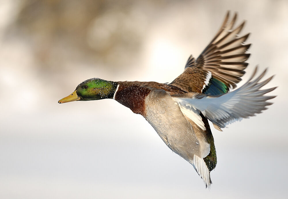 Canard colvert