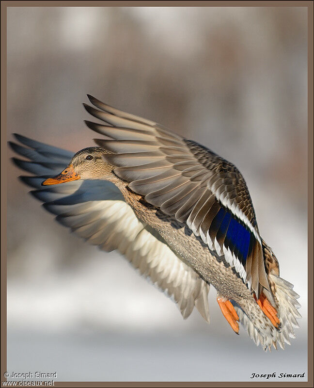 Canard colvert femelle