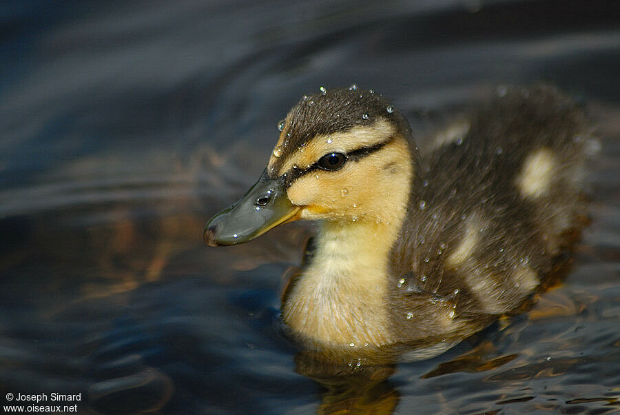 Canard colvertjuvénile