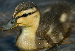 Canard colvert