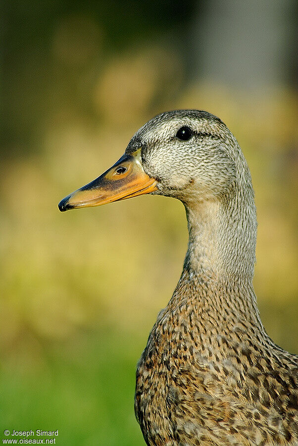 Canard colvert femelle