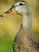 Canard colvert