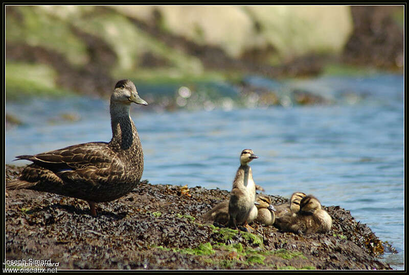 American Black Duck female adult, identification